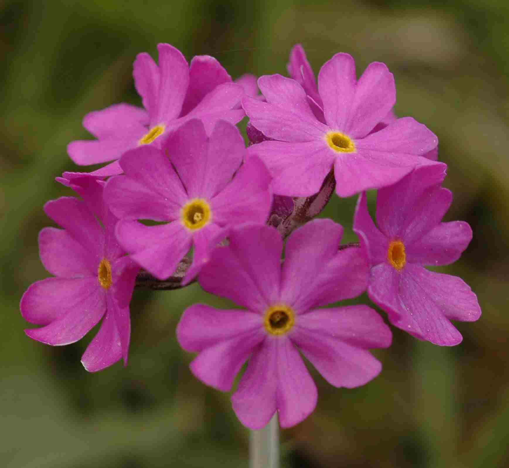 Bird's-eye Primrose - Keith Cunningham